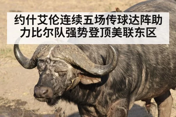 约什艾伦连续五场传球达阵助力比尔队强势登顶美联东区